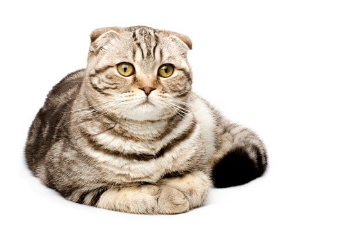 scottish fold