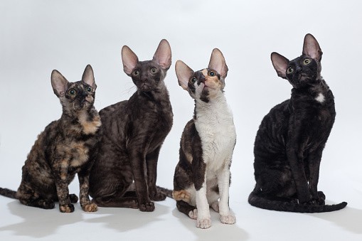 cornish rex