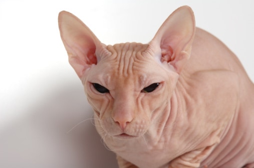 Bald cat
