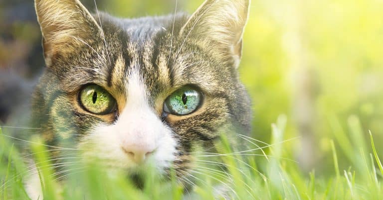 Common Cat Ailments & How to Resolve Them Naturally