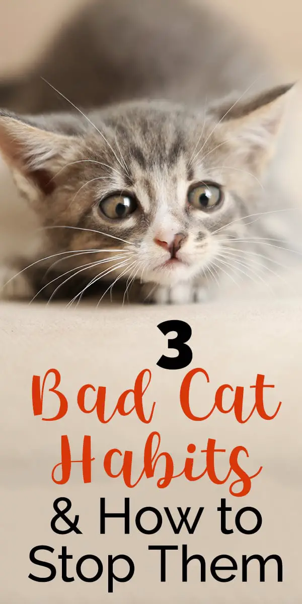 bad cat habits _ pin