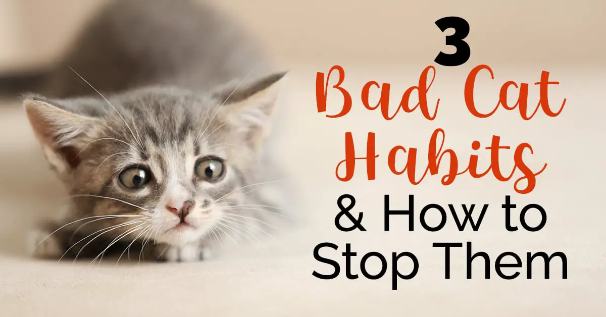 bad cat habits _ wide