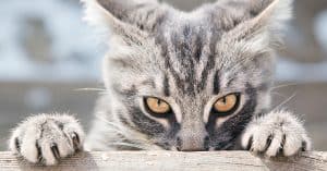 Solving Problem Behavior in Cats