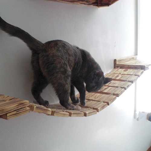 cats need escape routes and wall bridges are an excellent way to provide them