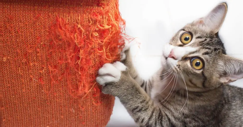 5 ways to keep your cat from clawing the furniture - the