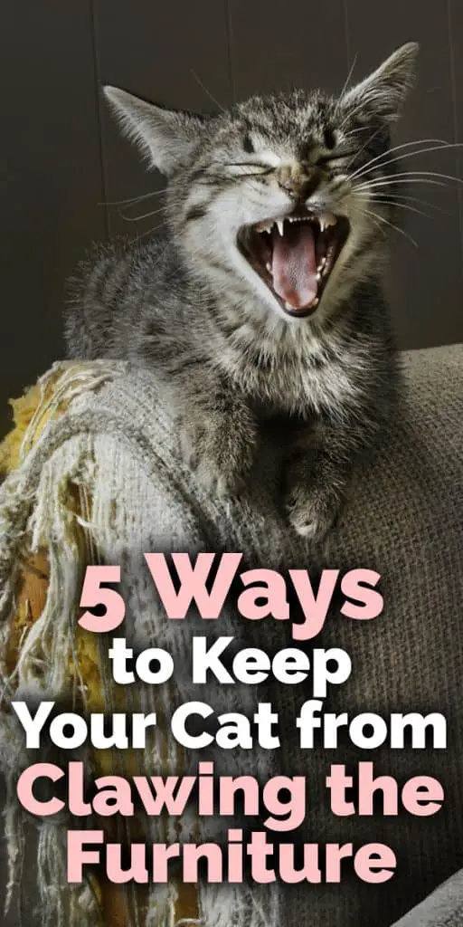 5 Ways to Keep Your Cat from Clawing the Furniture The Catington Post