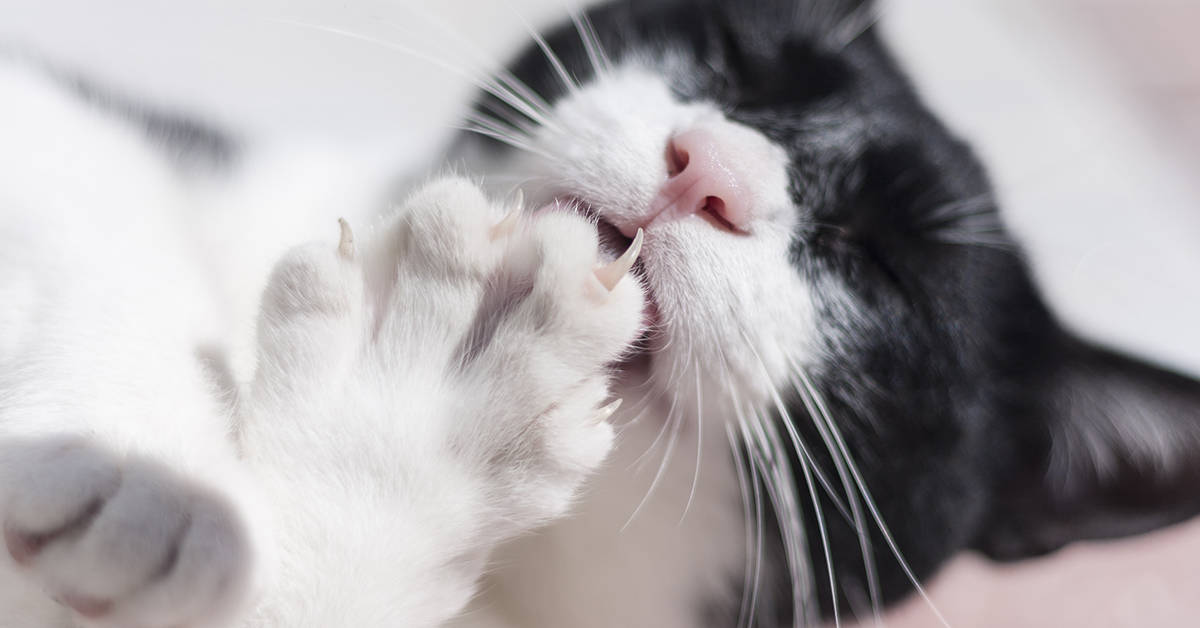 caring for your cat's claws