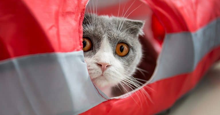 How To Keep Your Cat Happy By Creating Escape Routes