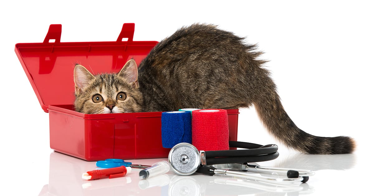 first aid for cats