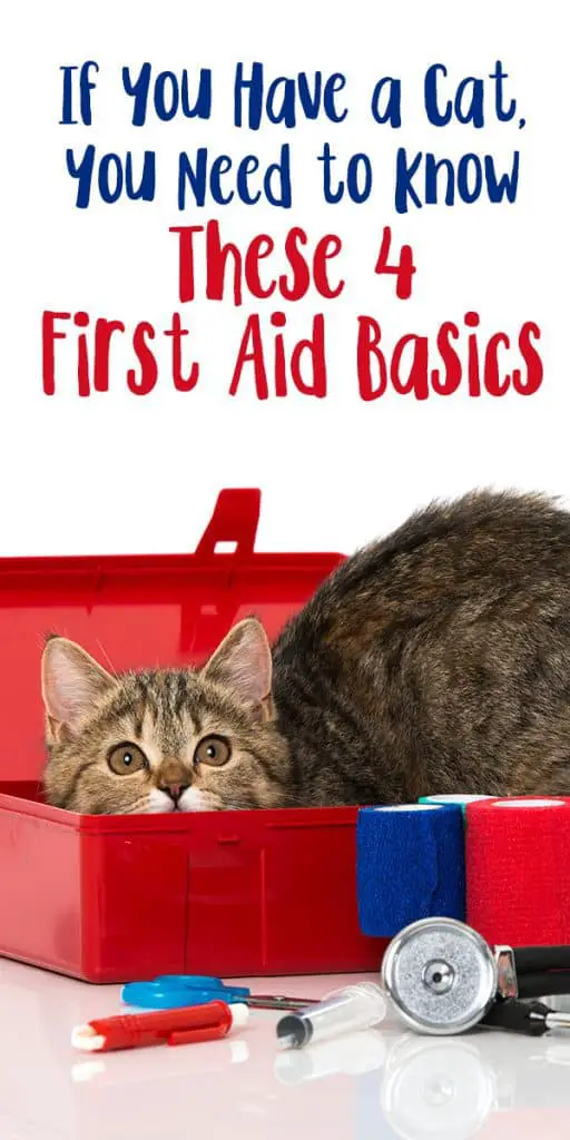 If You Have a Cat, You Need to Know These 4 First Aid Basics
