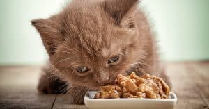 How To Read a Cat Food Label