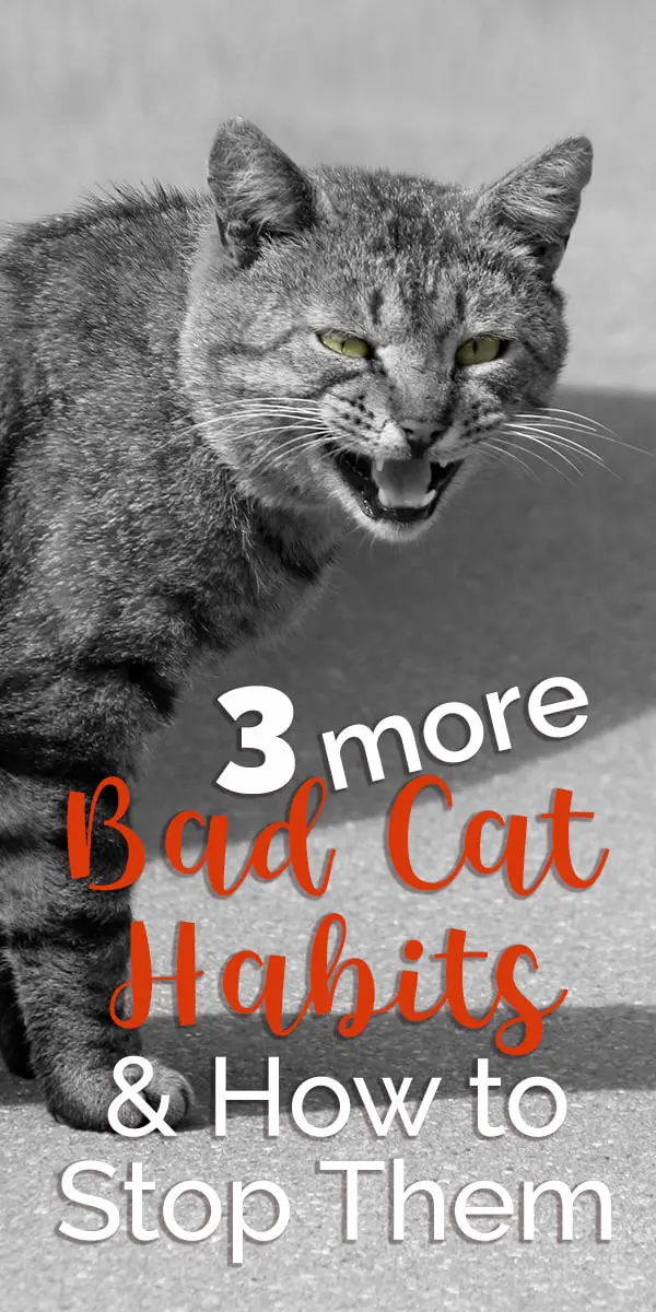 more bad cat habits pin