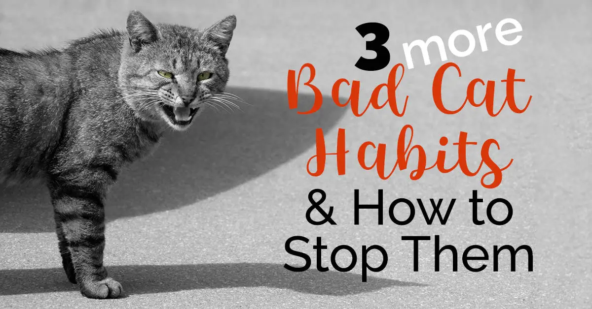 more bad cat habits wide