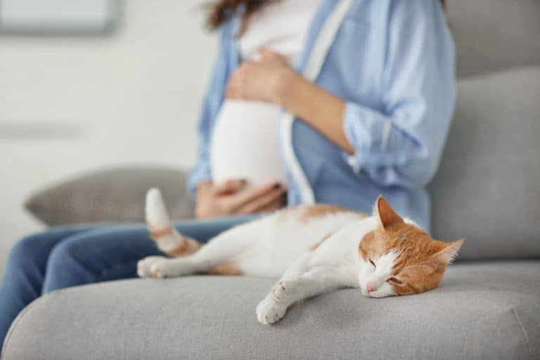 6 Things You Should Know About Toxoplasmosis