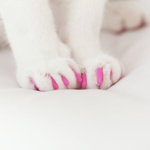 cover your cat's claws with soft nail caps