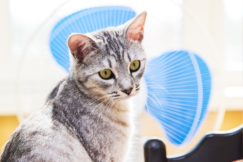summertime dangers for cats overheating