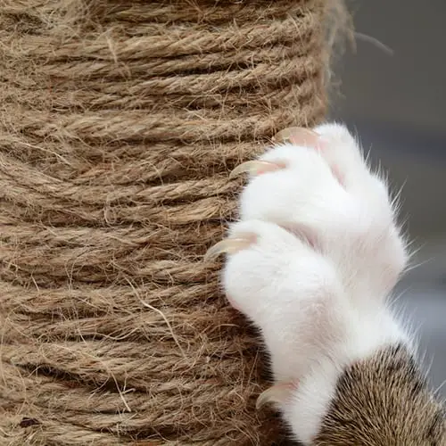 scratching post