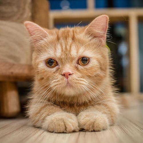 claw caps can help prevent destructive scratching