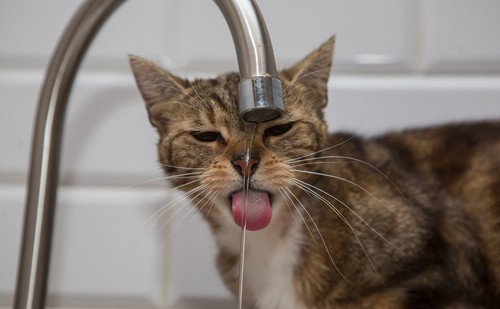 summertime dangers for cats dehydration