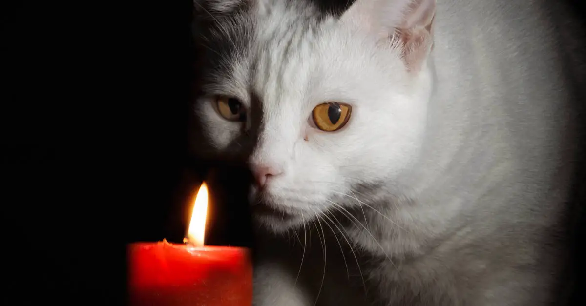 cat and candle