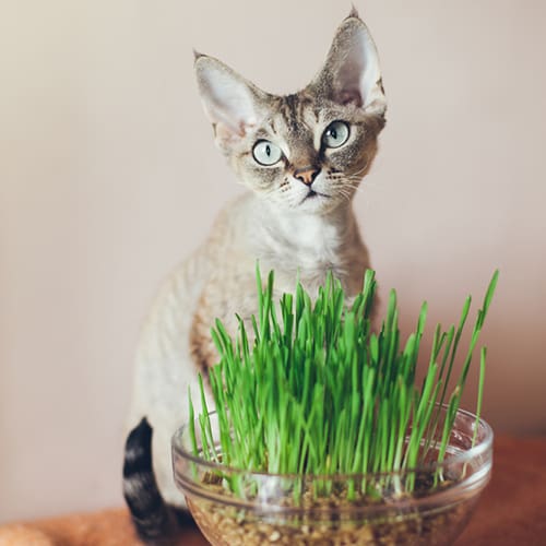 cat grass