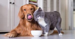 Ethics, Accountability & Transparency in Pet Food