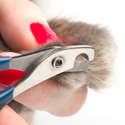 clip your cat's nails regularly to keep them from damaging furniture and flooring