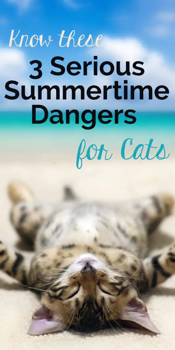 summertime dangers for cats pinterest post