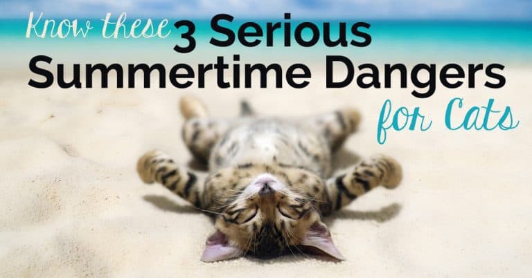 Know These 3 Serious Summertime Dangers for Cats