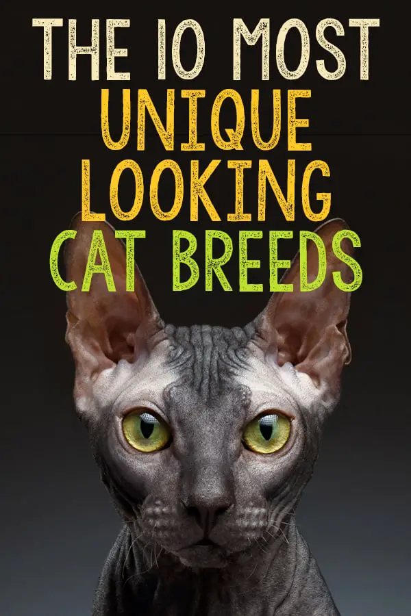 The 10 Most Unique-Looking Cat Breeds - The Catington Post