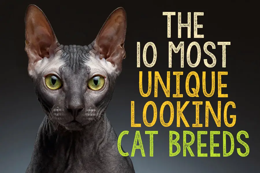 The 10 Most Unique-Looking Cat Breeds