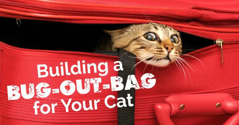 Building a Bug-Out-Bag for Your Cat