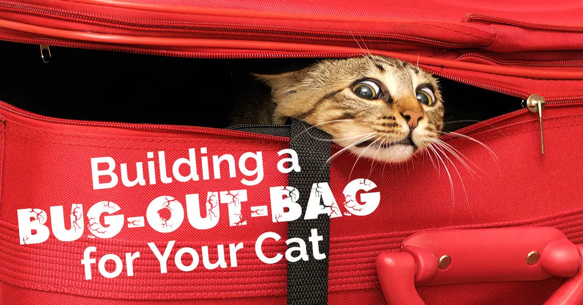 Building a Bug-Out-Bag for Your Cat