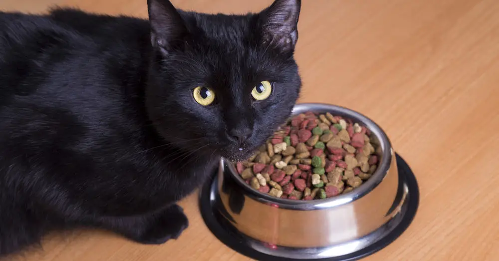 Help, My Cat Eats Too Fast! 7 Ways to Slow Them Down - The Catington Post