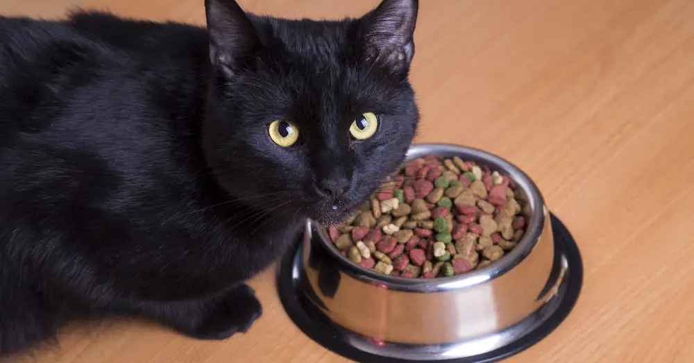 Does Your Cat Eat Too Fast? 7 Proven Ways to Slow Them Down