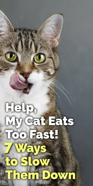 cat eats too fast