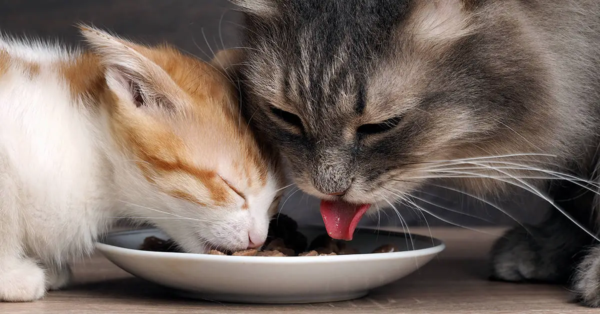 cats eating food