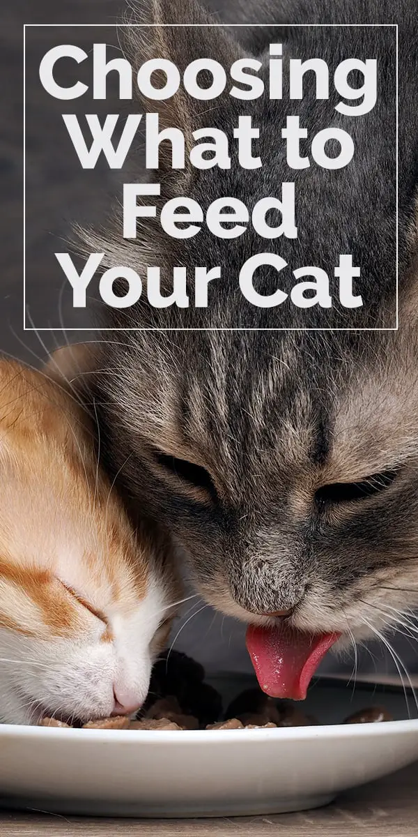 choosing what to feed your cat 