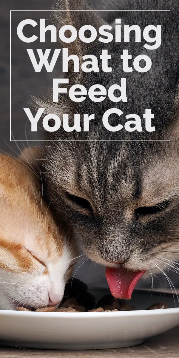 Choosing What to Feed Your Cat The Catington Post