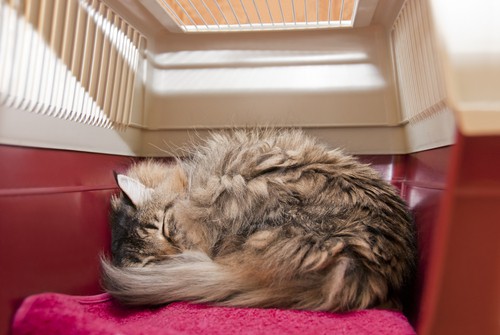 cat sleeping in carrier