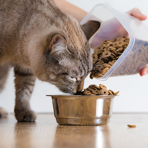 dry cat food 