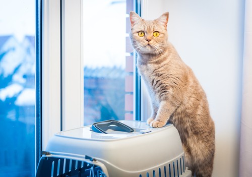 cat climbing on top of carrier