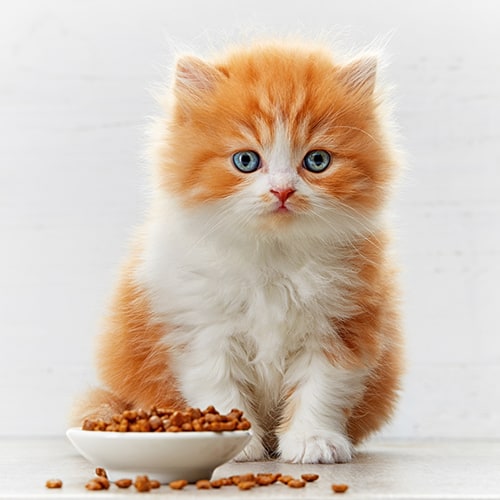kitten food