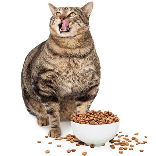 choosing a cat food
