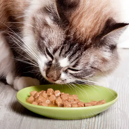 how to choose cat food
