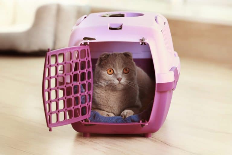 Training Your Cat to Love the Carrier