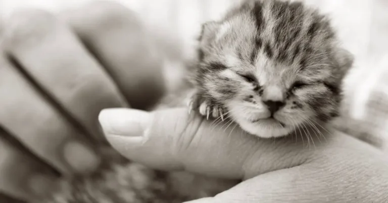 8 Myths About Fostering a Shelter Pet