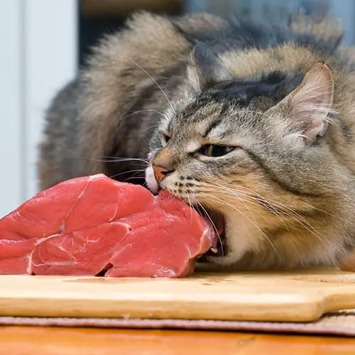 raw cat food