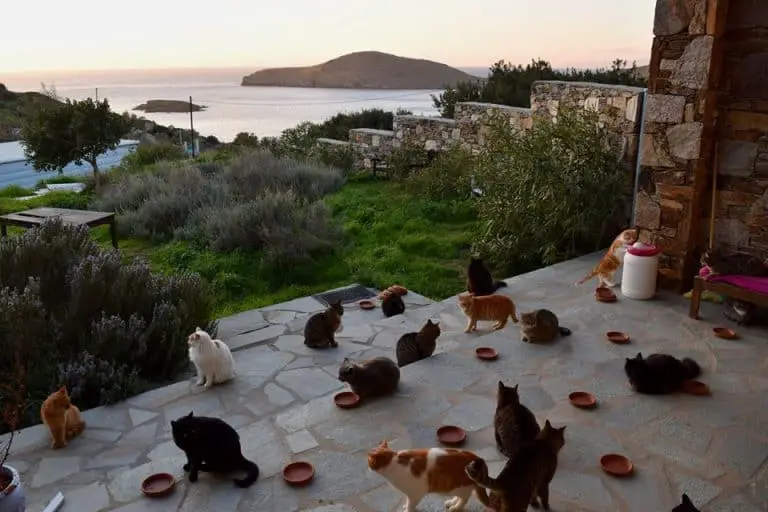 Dream Job: You Can Live on a Greek Island and be a Cat Caretaker