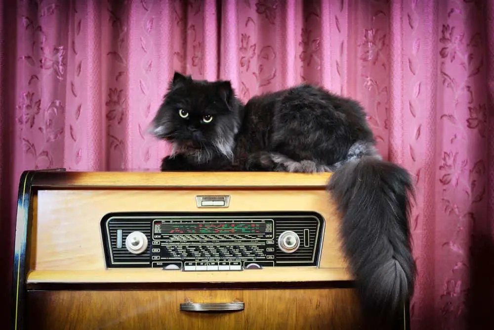 Tune In! There's a New Radio Station Just for Cats The Catington Post